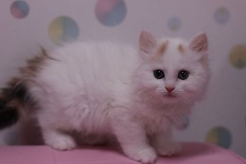 マンチカン【東京都・女の子・2016年1月4日・キャリコ（ロングヘアー）】の写真「足長の女の子です。」