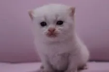 ブリティッシュショートヘア【東京都・女の子・2015年3月3日・クリーム&ホワイト】の写真1