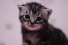 アメリカンショートヘア【東京都・男の子・2016年2月25日・シルバータビー】の写真1