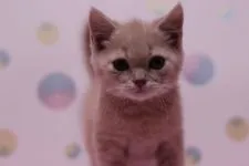 マンチカン【東京都・男の子・2015年11月6日・クリームタビー】の写真1