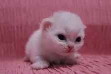 マンチカン【東京都・女の子・2015年1月29日・クリーム&ホワイト】の写真1