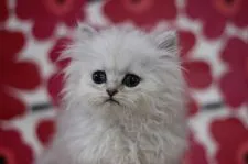 ペルシャ(チンチラ)【東京都・男の子・2021年1月26日・シェーテッドシルバー】の写真2