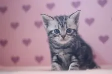 アメリカンショートヘア【東京都・女の子・2017年1月14日・シルバータビー】の写真2