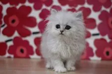 ペルシャ(チンチラ)【東京都・男の子・2021年1月26日・シェーテッドシルバー】の写真3