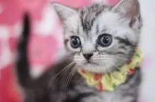 アメリカンショートヘア【東京都・女の子・2021年9月22日・シルバータビー】の写真3