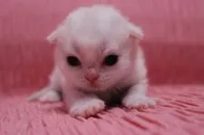 マンチカン【東京都・女の子・2015年1月29日・クリーム&ホワイト】の写真4