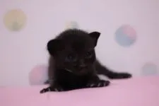 ロシアンブルー×シャム【東京都・男の子・2016年2月5日・ブラック】の写真4