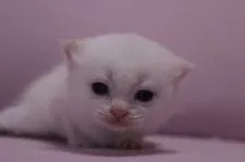 ブリティッシュショートヘア【東京都・女の子・2015年3月3日・クリーム&ホワイト】の写真4