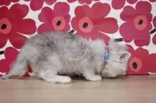 ペルシャ(チンチラ)【東京都・男の子・2021年1月26日・シェーテッドシルバー】の写真5