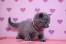 マンチカン【東京都・男の子・2016年8月22日・ブルー】の写真5