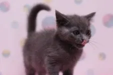 マンチカン【東京都・男の子・2015年11月6日・ブルー】の写真5