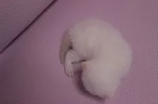 ブリティッシュショートヘア【東京都・女の子・2015年3月3日・クリーム&ホワイト】の写真5