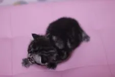 アメリカンショートヘア【東京都・男の子・2016年2月25日・シルバータビー】の写真5