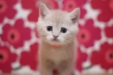 スコティッシュフォールド(立ち耳)【東京都・男の子・2025年10月25日・クリームタビー】の写真11