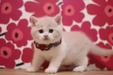 ブリティッシュショートヘア【東京都・男の子・2025年10月13日・クリームタビー&ホワイト】の写真11