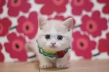 マンチカン(短足)【東京都・男の子・2025年12月28日・クリームタビー&ホワイト】の写真12