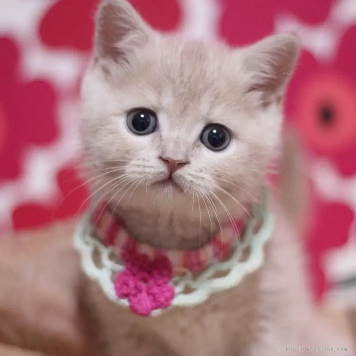 ID:2504-00369の子猫