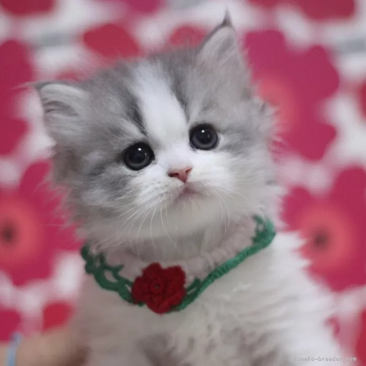 ID:2501-00070の子猫
