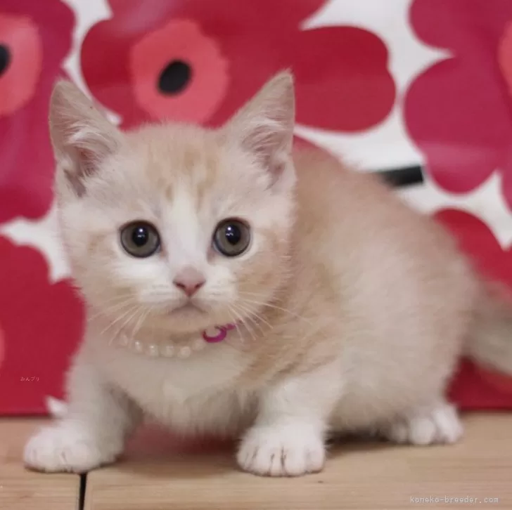 ID:2501-01137の子猫