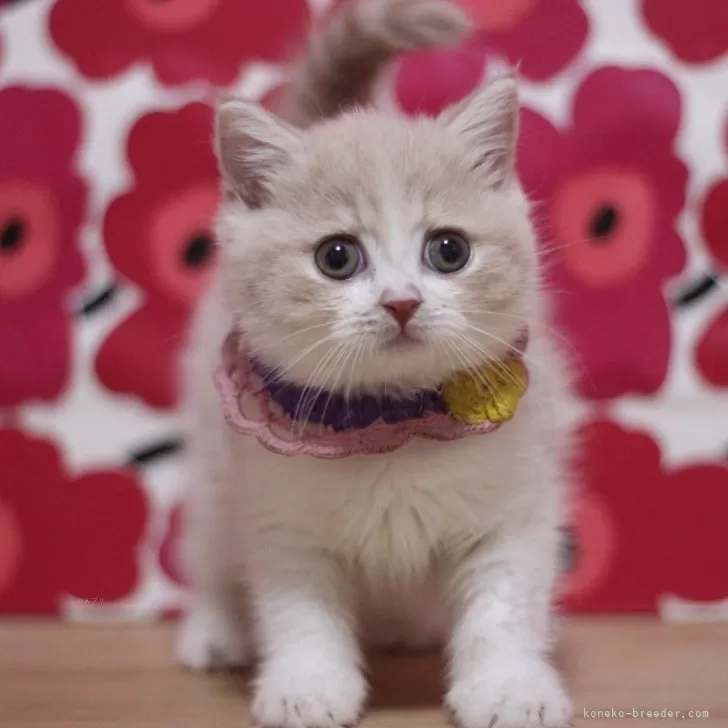 ID：2508-01570の子猫