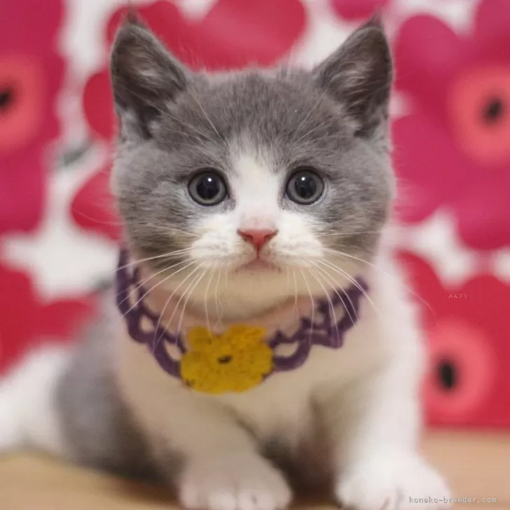 ID:2507-01790の子猫