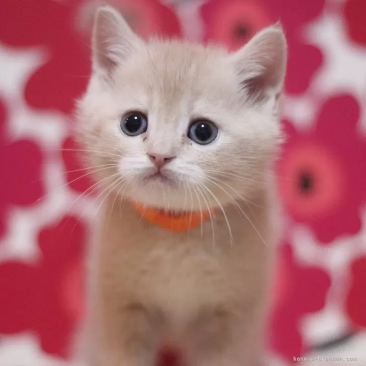 スコティッシュフォールド(立ち耳)【東京都・男の子・2025年10月25日・クリームタビー】の写真1