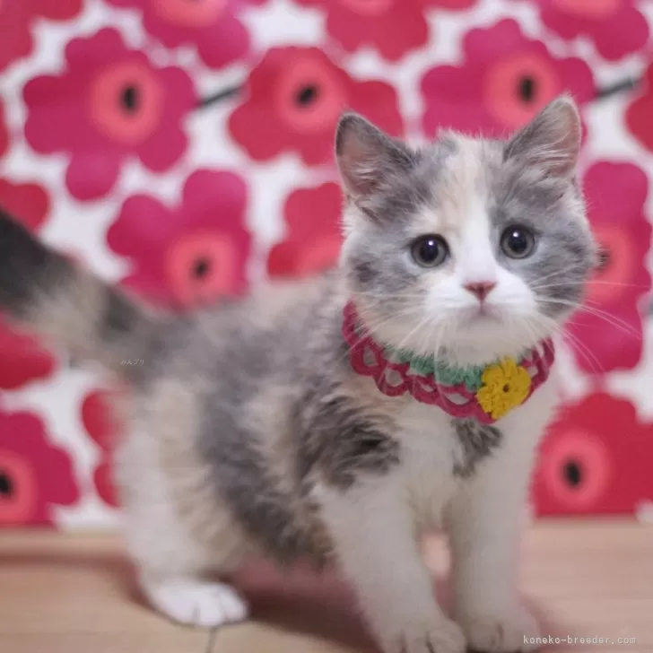 ID：2503-02525の子猫