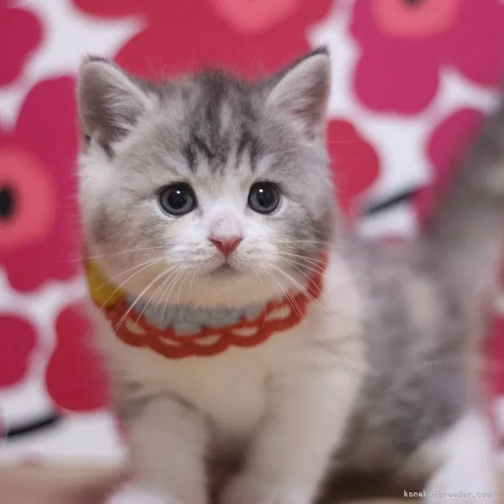 ID:2503-01743の子猫