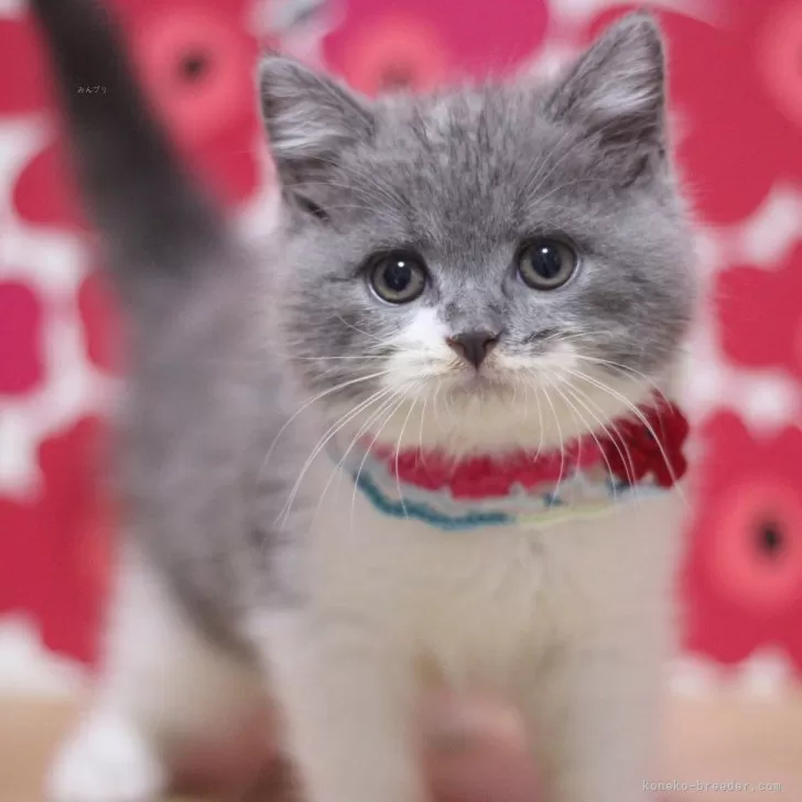 ID：2508-02436の子猫