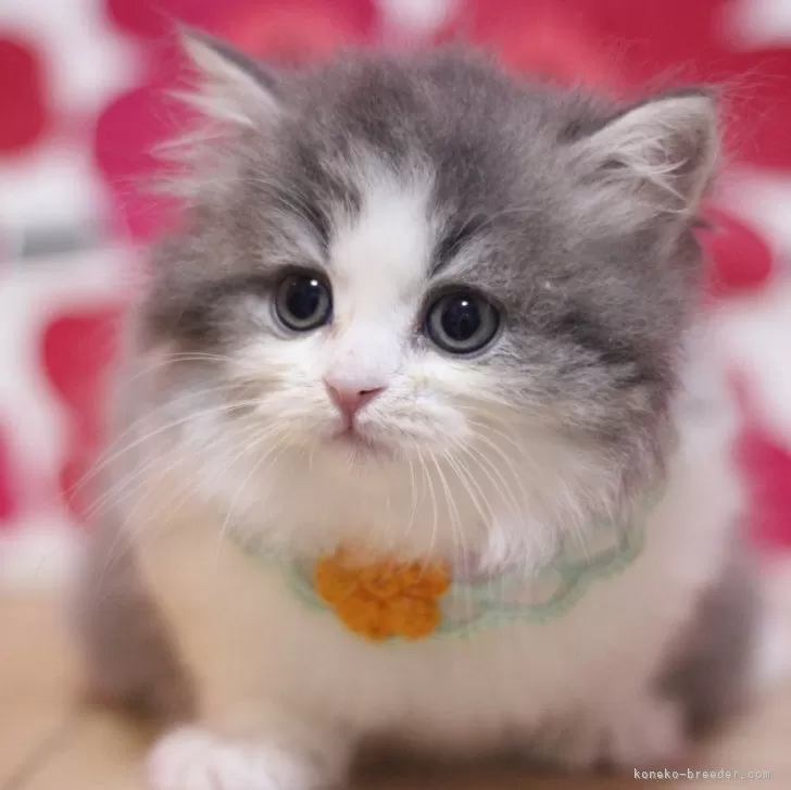 H.K 様のお迎えした子猫