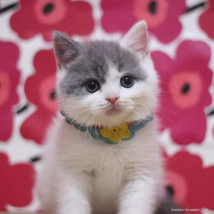 ID：2507-01438の子猫