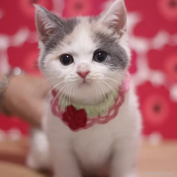 ID：2507-00151の子猫