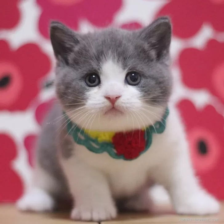 E.T 様のお迎えした子猫