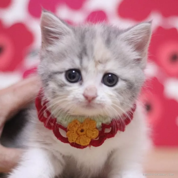 ID:2503-01170の子猫
