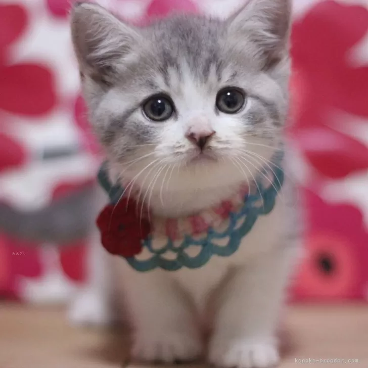 ID:2508-00623の子猫
