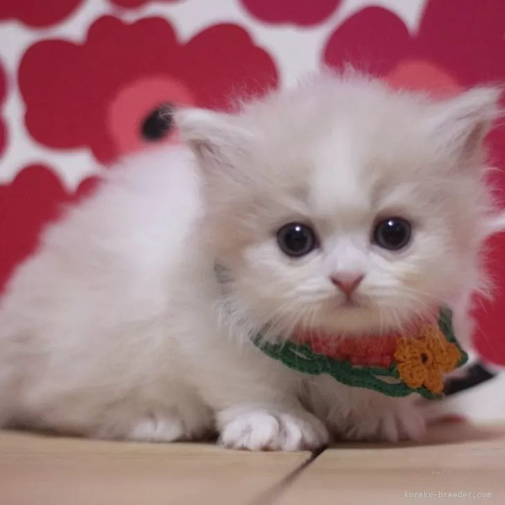 ID:2501-01366の子猫