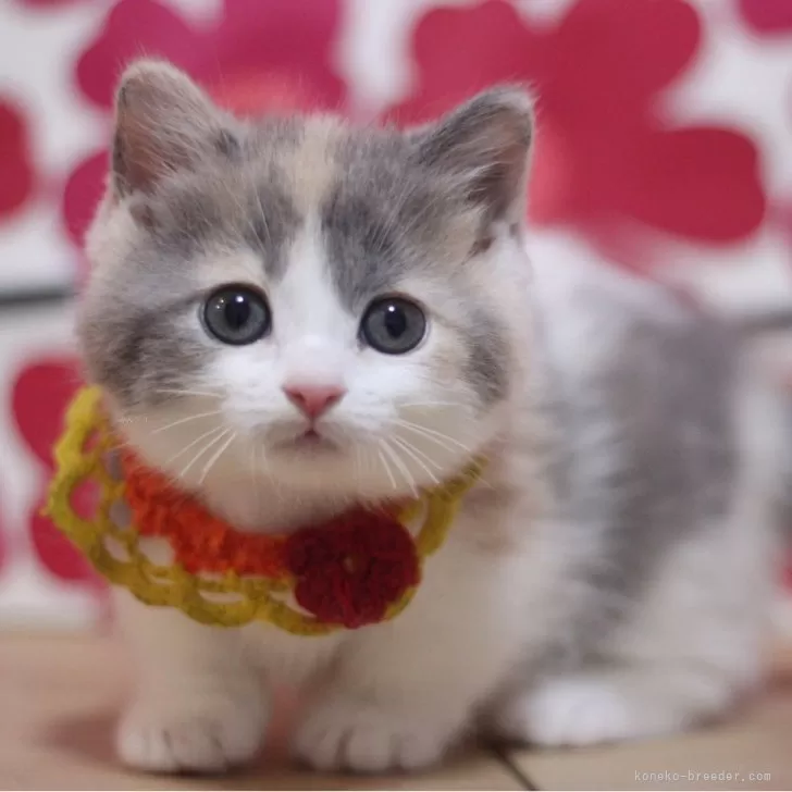 ID:2502-02517の子猫