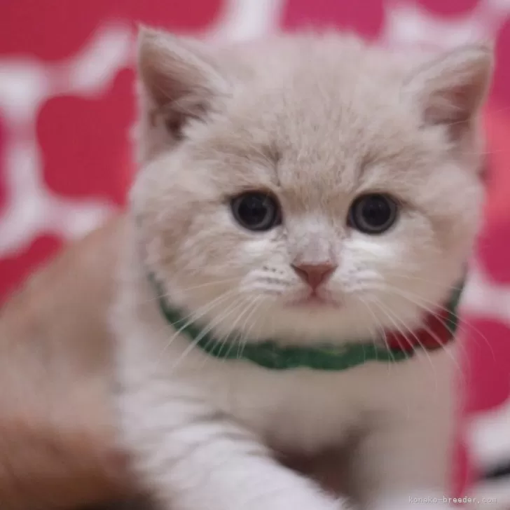 ID：2504-00375の子猫