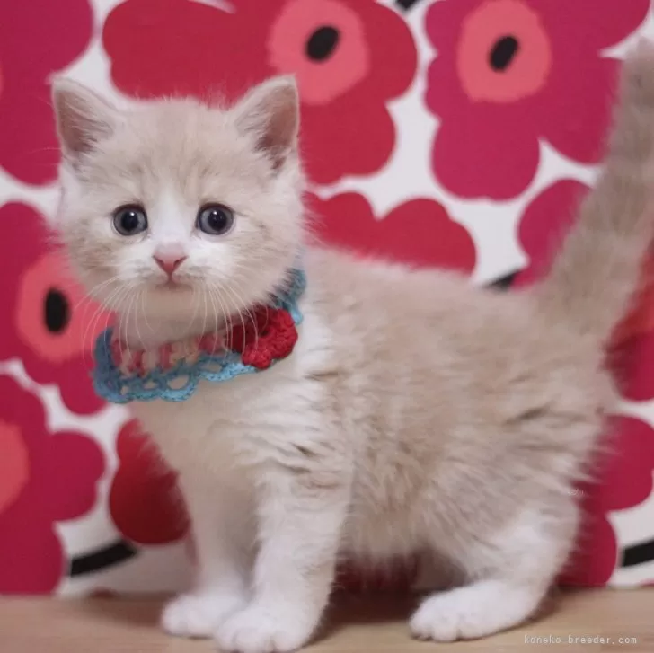ハマッペ 様のお迎えした子猫