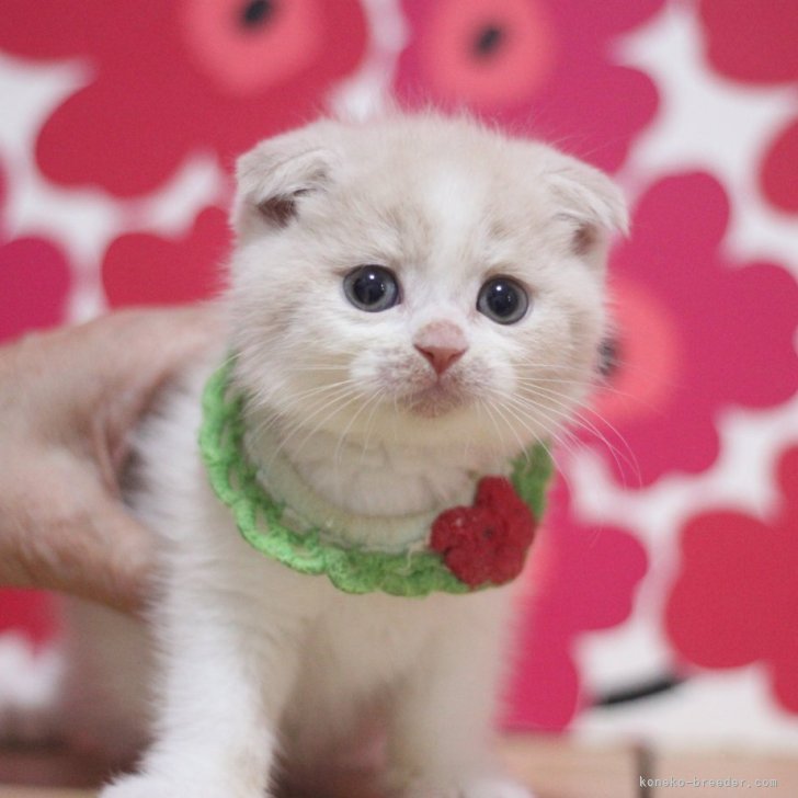 ブリーダー画像