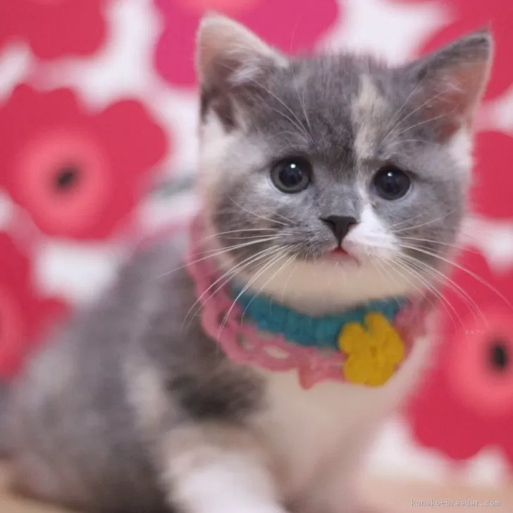 ID：2504-00366の子猫