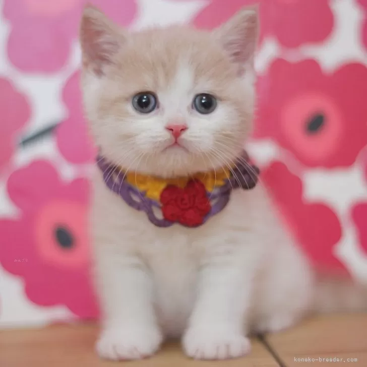 ID：2510-00130の子猫