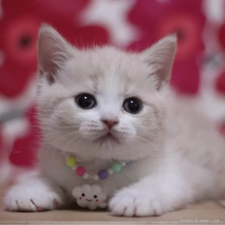 ID:2501-00493の子猫