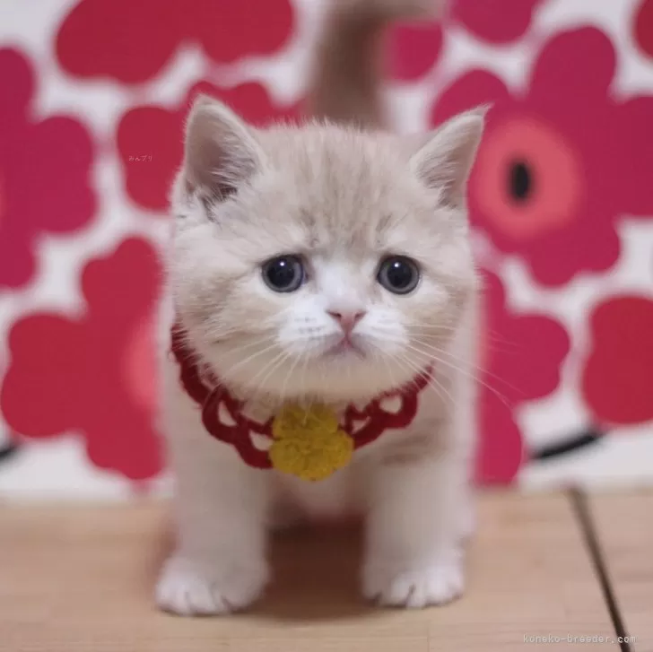 ID:2503-01744の子猫