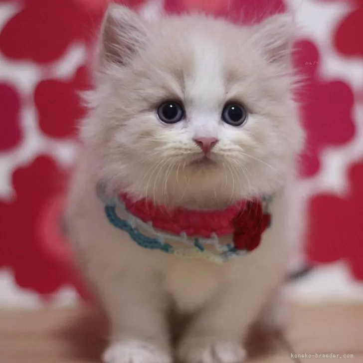 ID：2509-00961の子猫