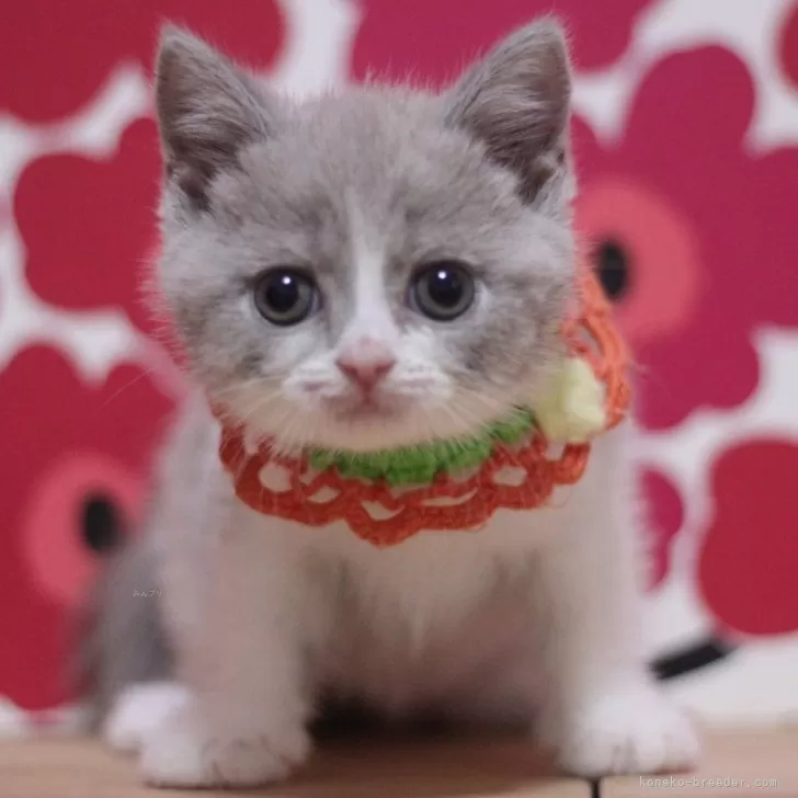 ID:2412-01805の子猫