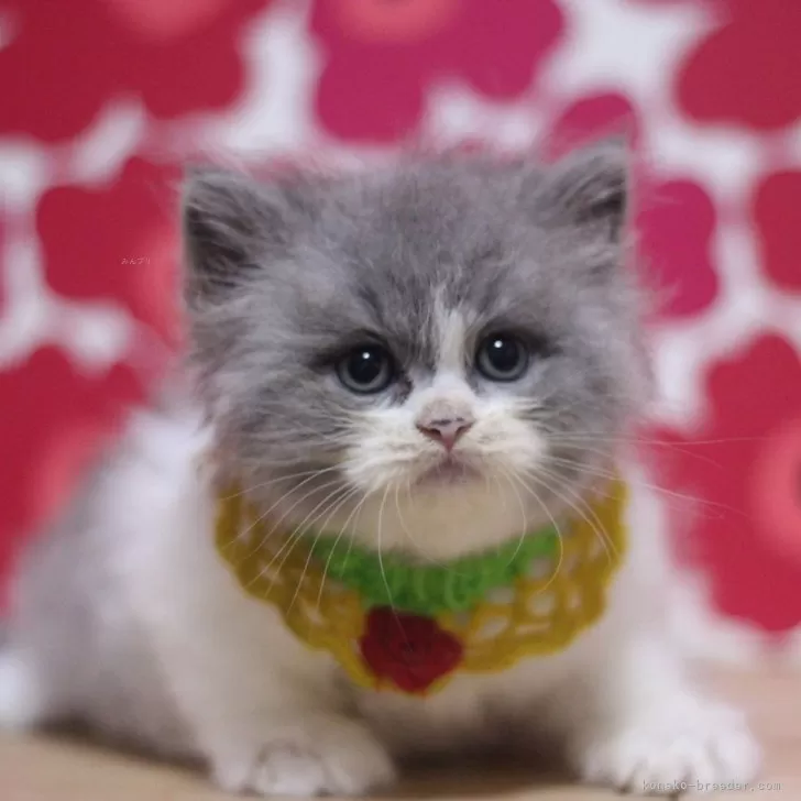 ID:2504-02715の子猫