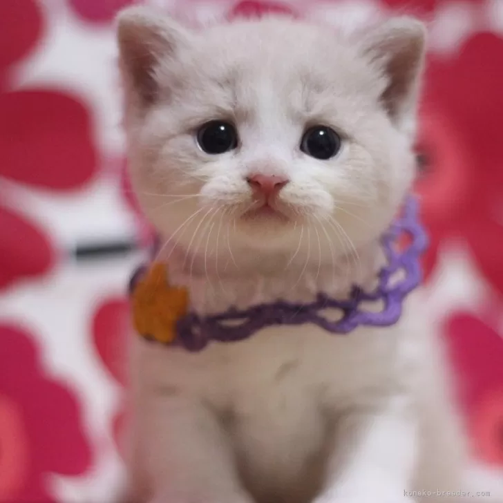 ID：2509-02056の子猫