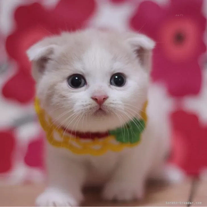 ID:2501-01202の子猫