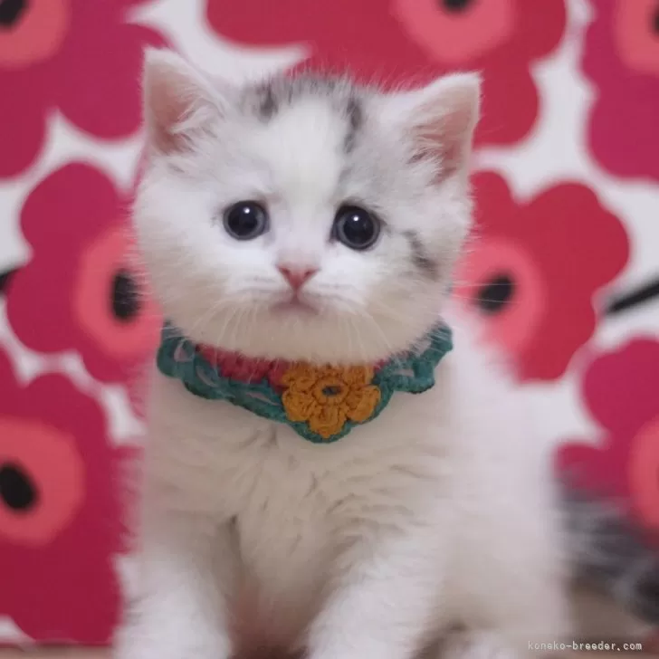 ID:2501-02345の子猫